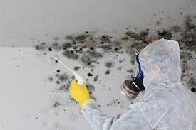 Mold Odor Removal Services in West Bay Shore, NY